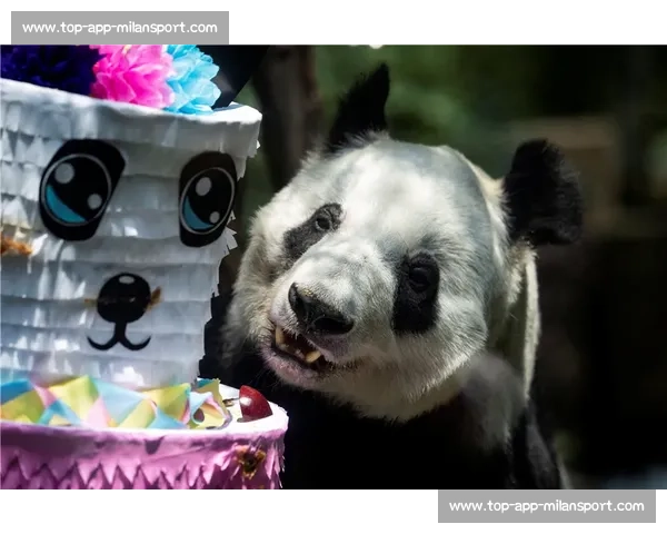 墨西哥为 35 岁大熊猫 “欣欣” 庆生 海外最长寿 “友谊大使” 迎百岁华诞